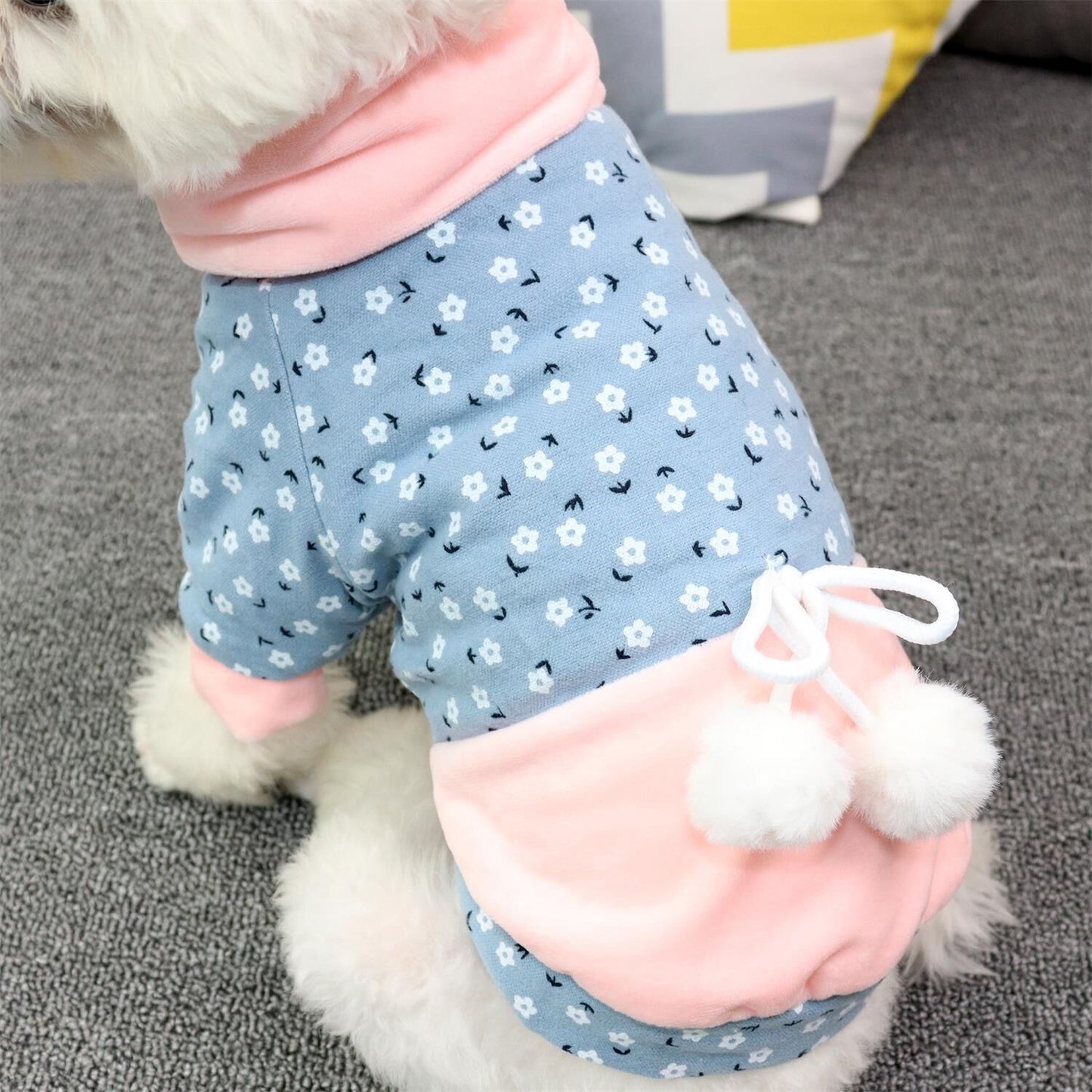 Teddy Pomeranian Schnauzer