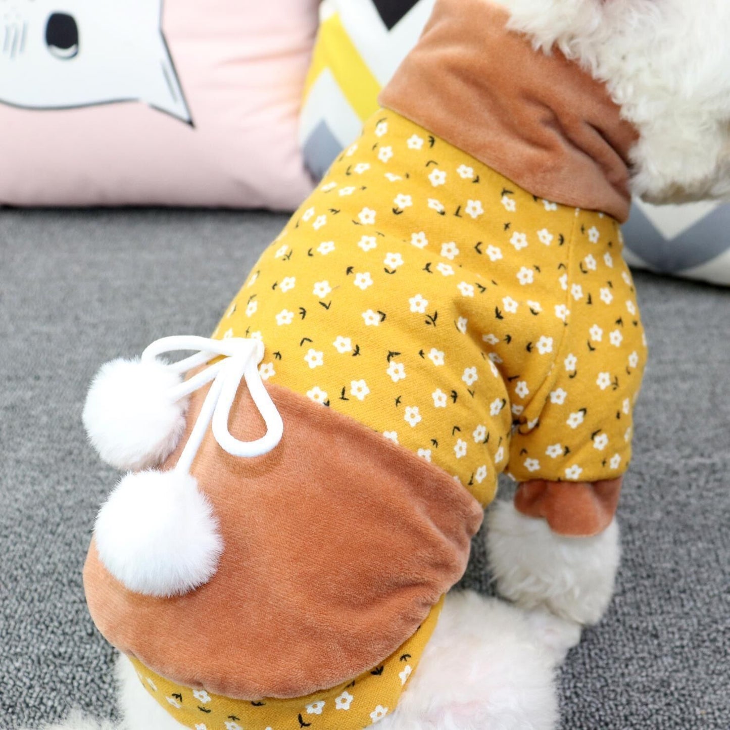 Teddy Pomeranian Schnauzer