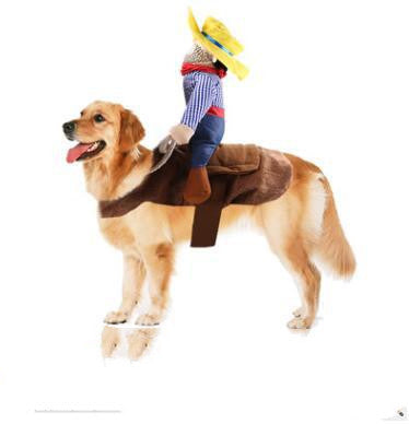 Dog Clothes Change Into Horse Riding Outfit