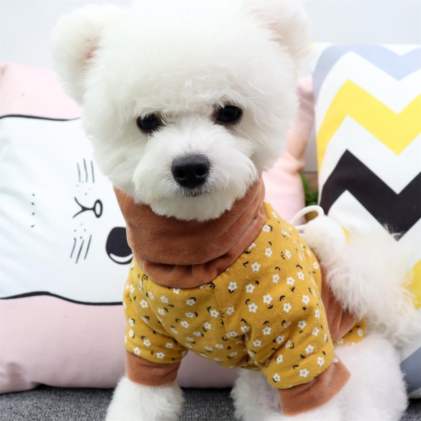 Teddy Pomeranian Schnauzer
