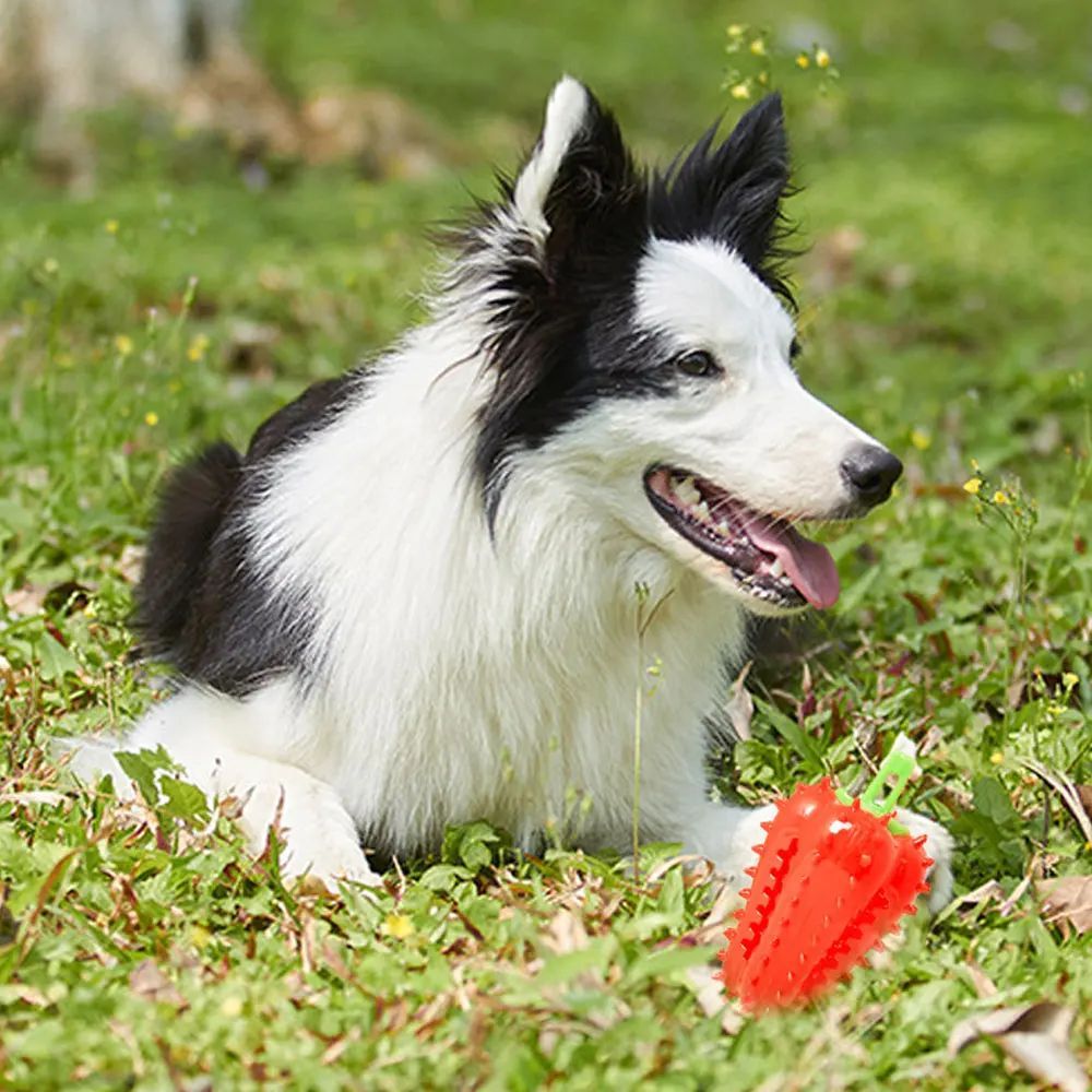 Interactive Dog Teething